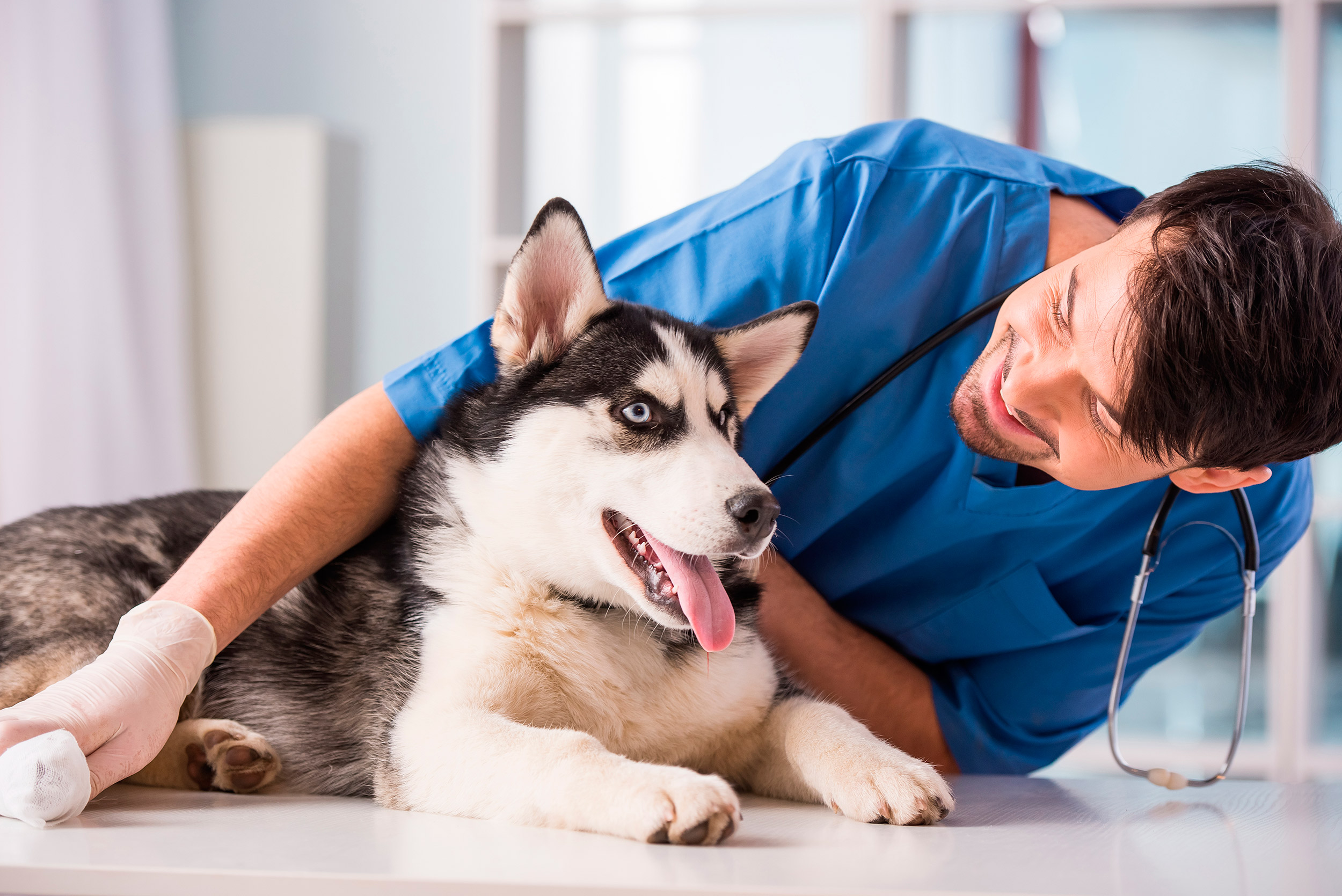 Обследование собак. Международный день ветеринарного врача. Терапия животных. Ветеринар с собакой. Осмотр собаки.
