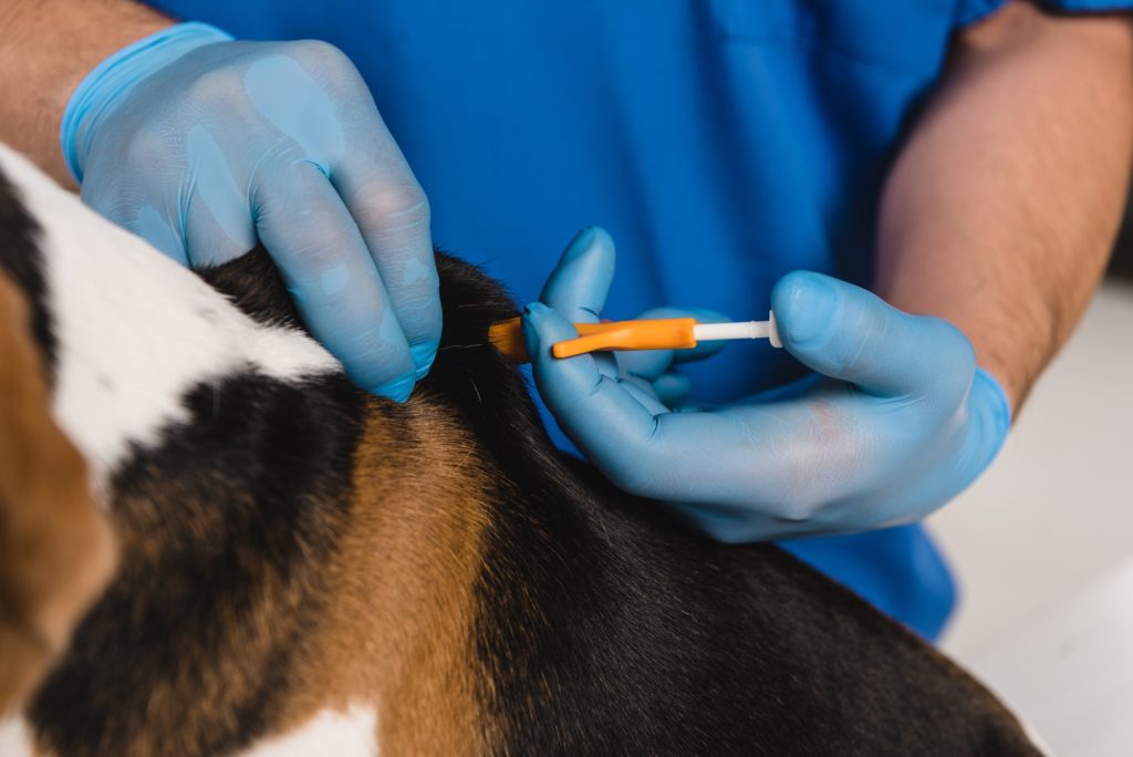 close up of veterinarian microchipping beagle dog with syringe